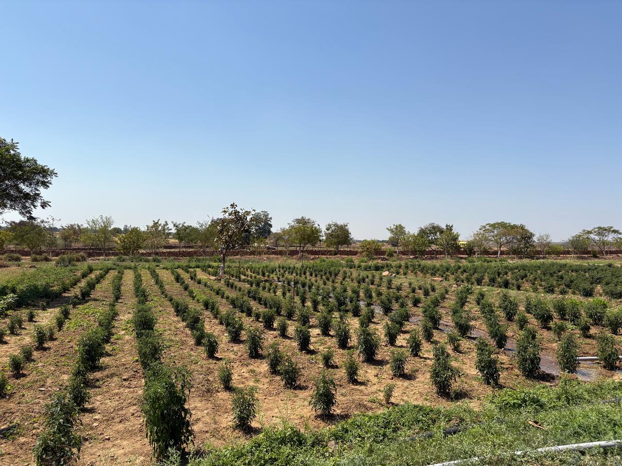 WhatsApp Image 2025-03-09 at 1.35.30 PM-2